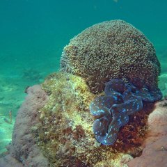 Euphyllia cristata