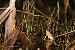 Hyperolius horstockii