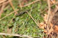 Symphyogyna subsimplex