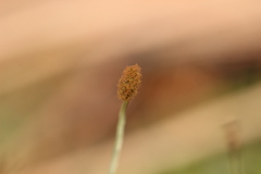 Symphyogyna subsimplex
