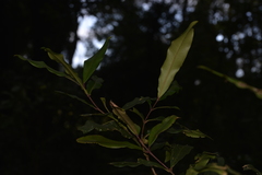 Syzygium ingens