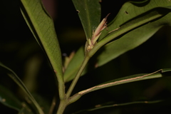 Syzygium ingens
