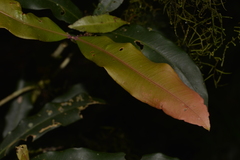 Syzygium ingens