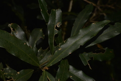 Syzygium ingens