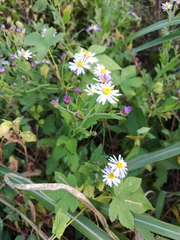 Aster microcephalus
