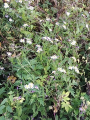 Aster microcephalus