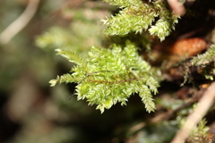 Hypnodendron arcuatum