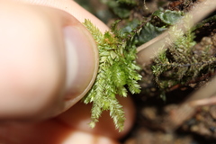 Hypnodendron arcuatum