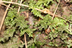 Hypnodendron arcuatum