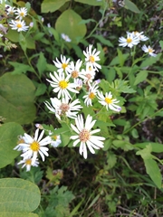 Aster microcephalus