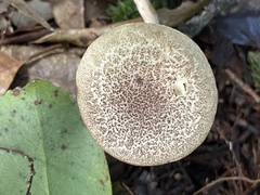 Phylloporus bellus