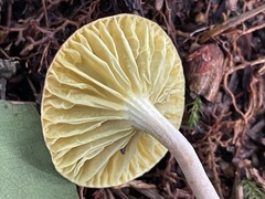 Phylloporus bellus
