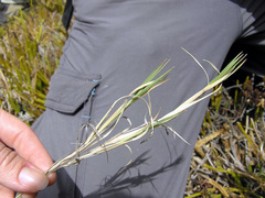 Chusquea subtessellata