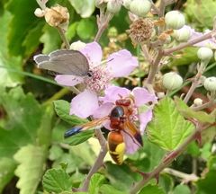 Rhynchium oculatum oculatum