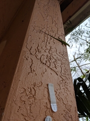 Anolis carolinensis