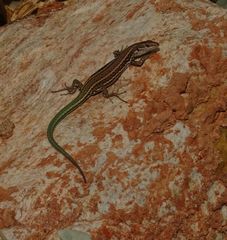 Podarcis cretensis