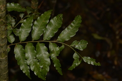 Cupaniopsis baileyana