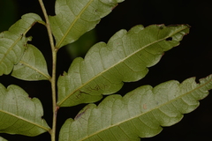 Cupaniopsis baileyana