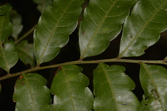 Cupaniopsis baileyana