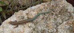 Podarcis cretensis