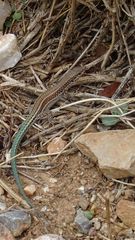 Podarcis cretensis