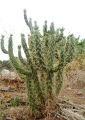 Austrocylindropuntia