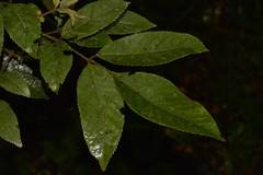 Ackama paniculosa