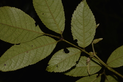 Ackama paniculosa