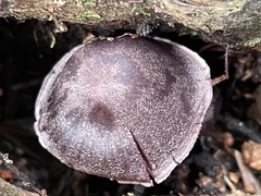 Cortinarius salor