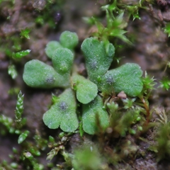 Riccia glauca