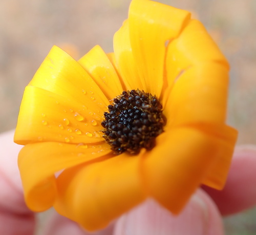 Image of Osteospermum hyoseroides by no rights reserved