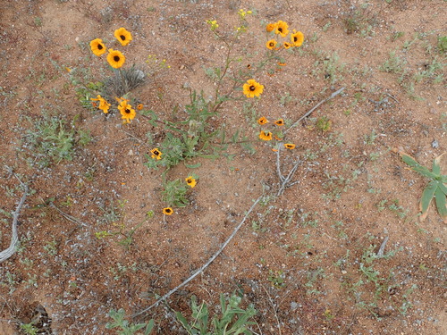 Image of Osteospermum hyoseroides by no rights reserved