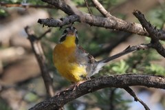 Emberiza flaviventris kalaharica