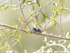 Atrapsalta furcilla