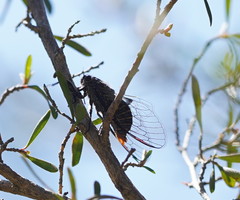 Atrapsalta furcilla