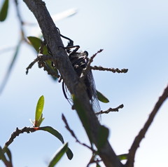 Atrapsalta furcilla