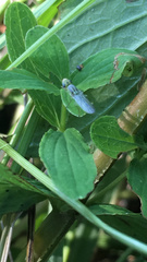 Meromyza pratorum