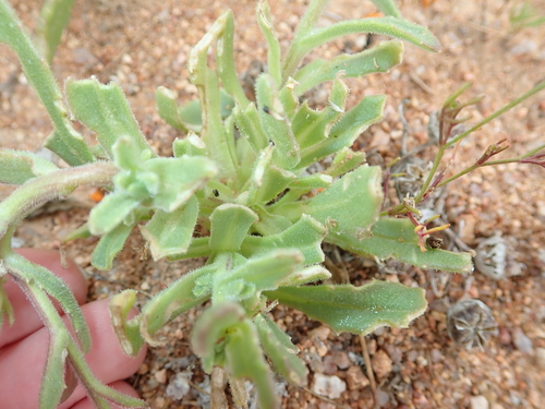 Image of Osteospermum hyoseroides by no rights reserved