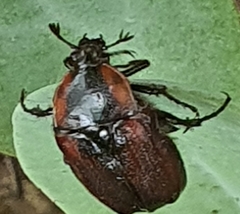 Raceloma natalensis