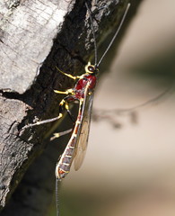 Certonotus