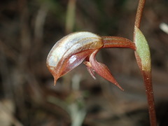 Pterostylis rufa