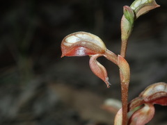 Pterostylis rufa