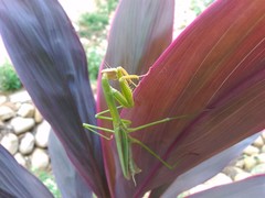 Tenodera aridifolia