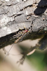Certonotus