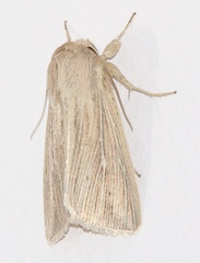 Mythimna congrua