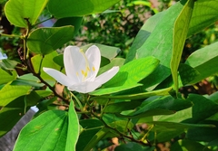 Bauhinia acuminata