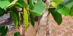 Bauhinia acuminata