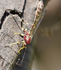 Certonotus