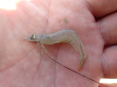 Penaeus penicillatus