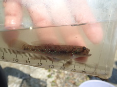 Acentrogobius viridipunctatus